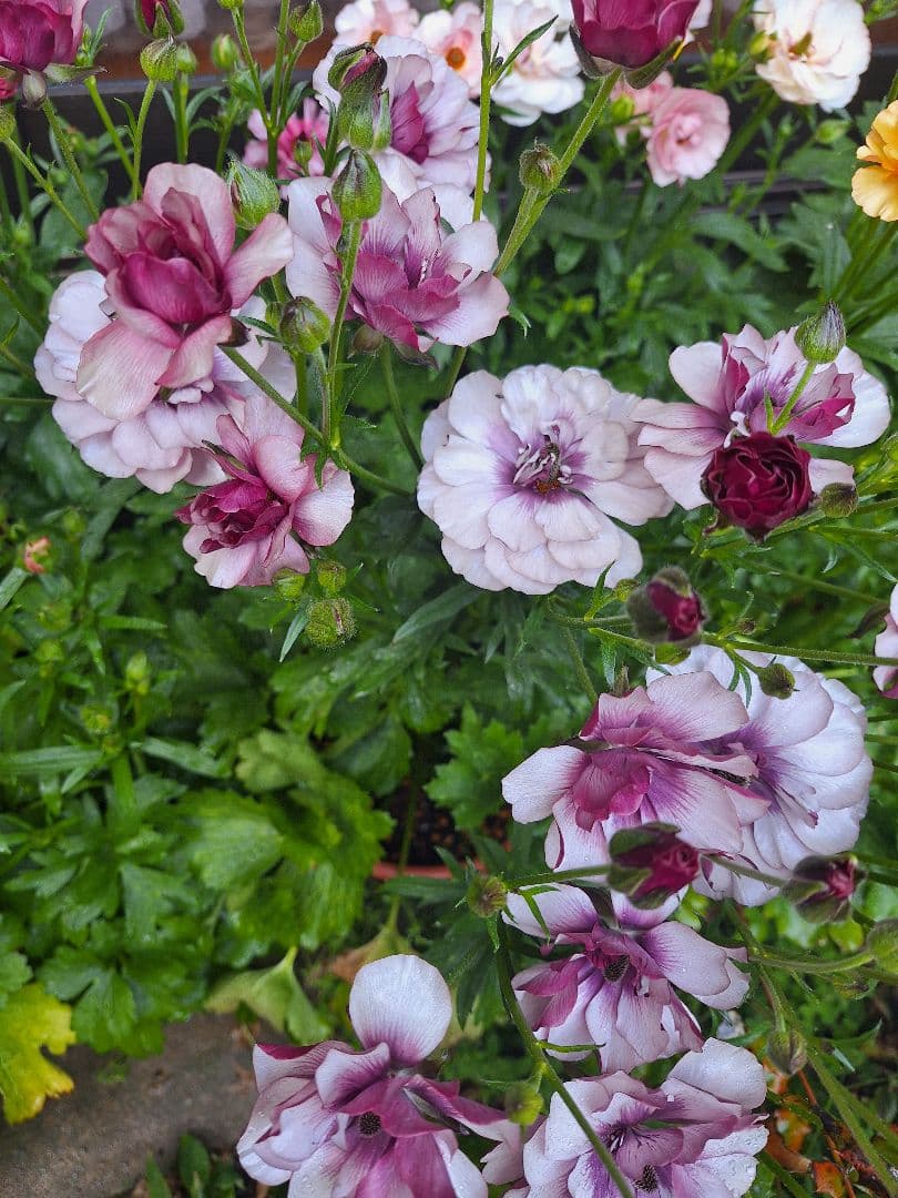 ラナンキュラス　ラックス　5種類セット　芽出し　苗