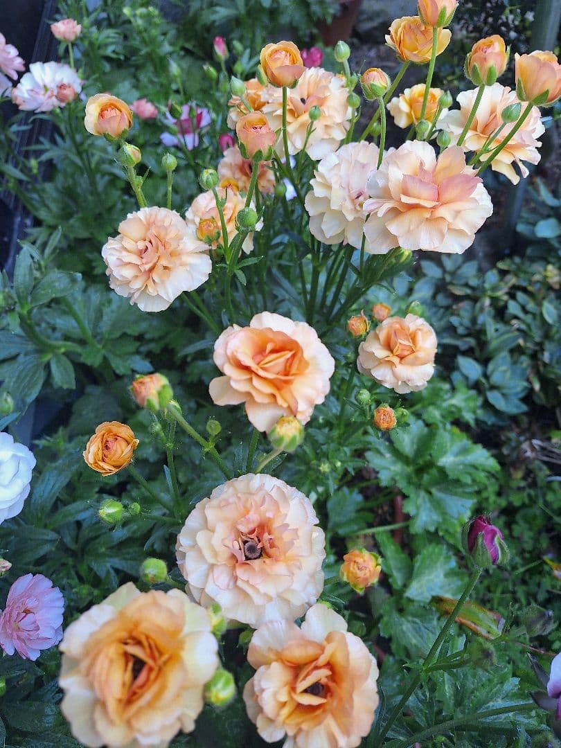 ラナンキュラス　ラックス　5種類セット　芽出し　苗