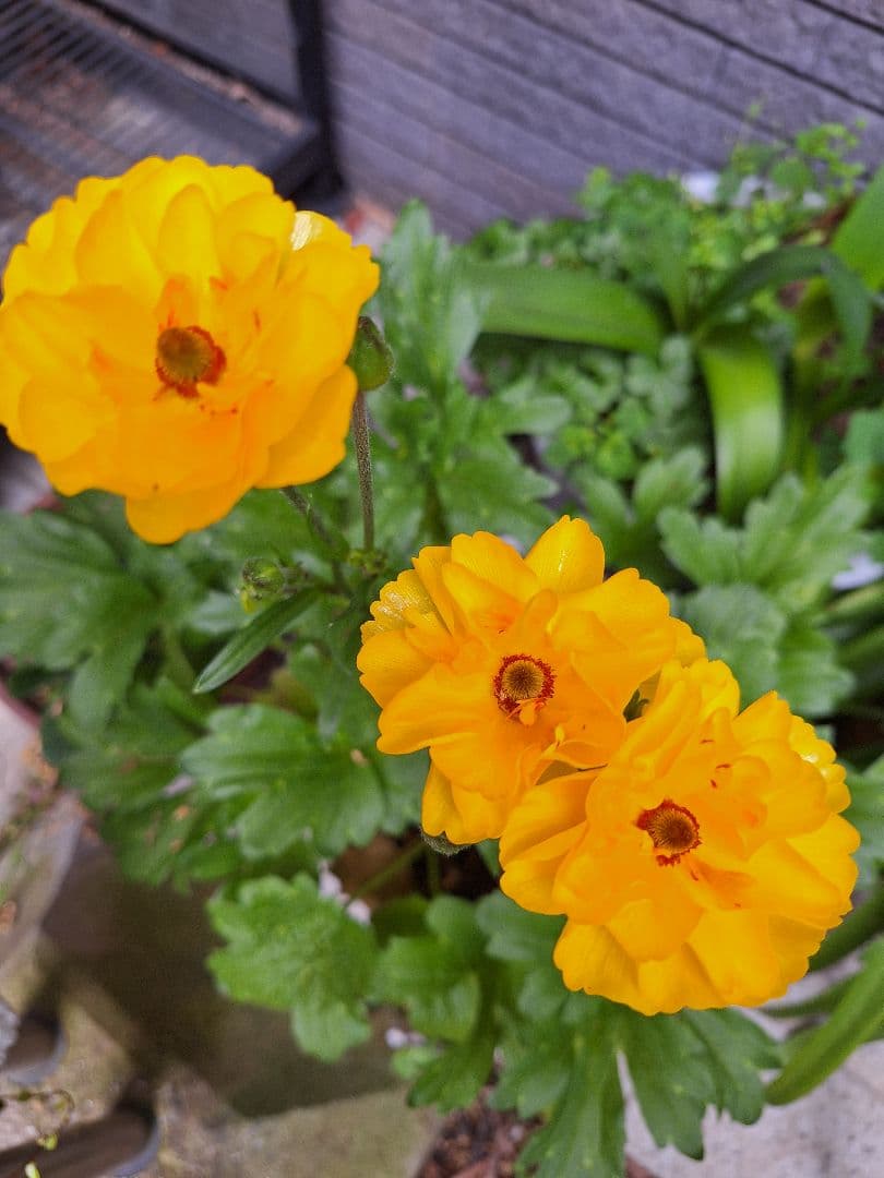 ラナンキュラス　ラックス　5種類セット　芽出し　苗