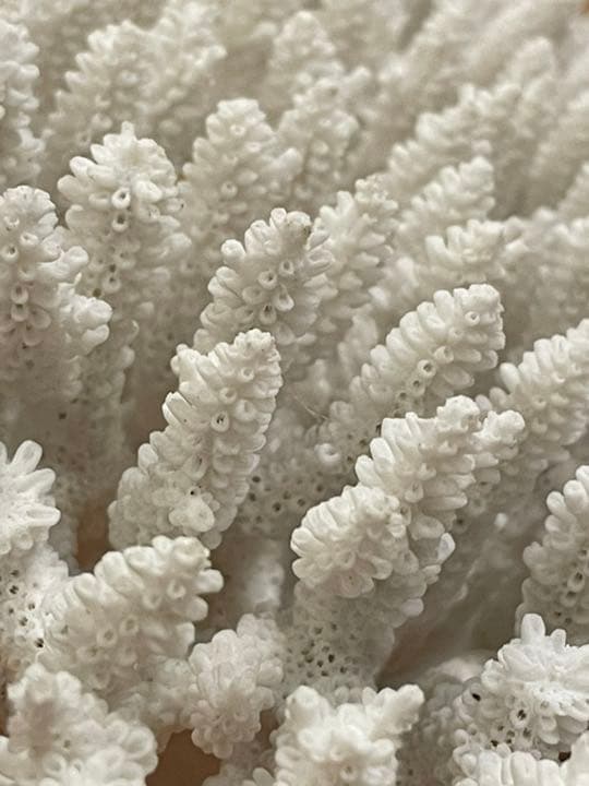 白珊瑚　★(値段交渉ok)★インテリア★置物★天然★貴重