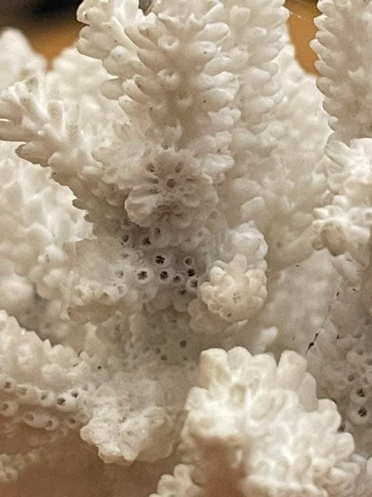 白珊瑚　★(値段交渉ok)★インテリア★置物★天然★貴重