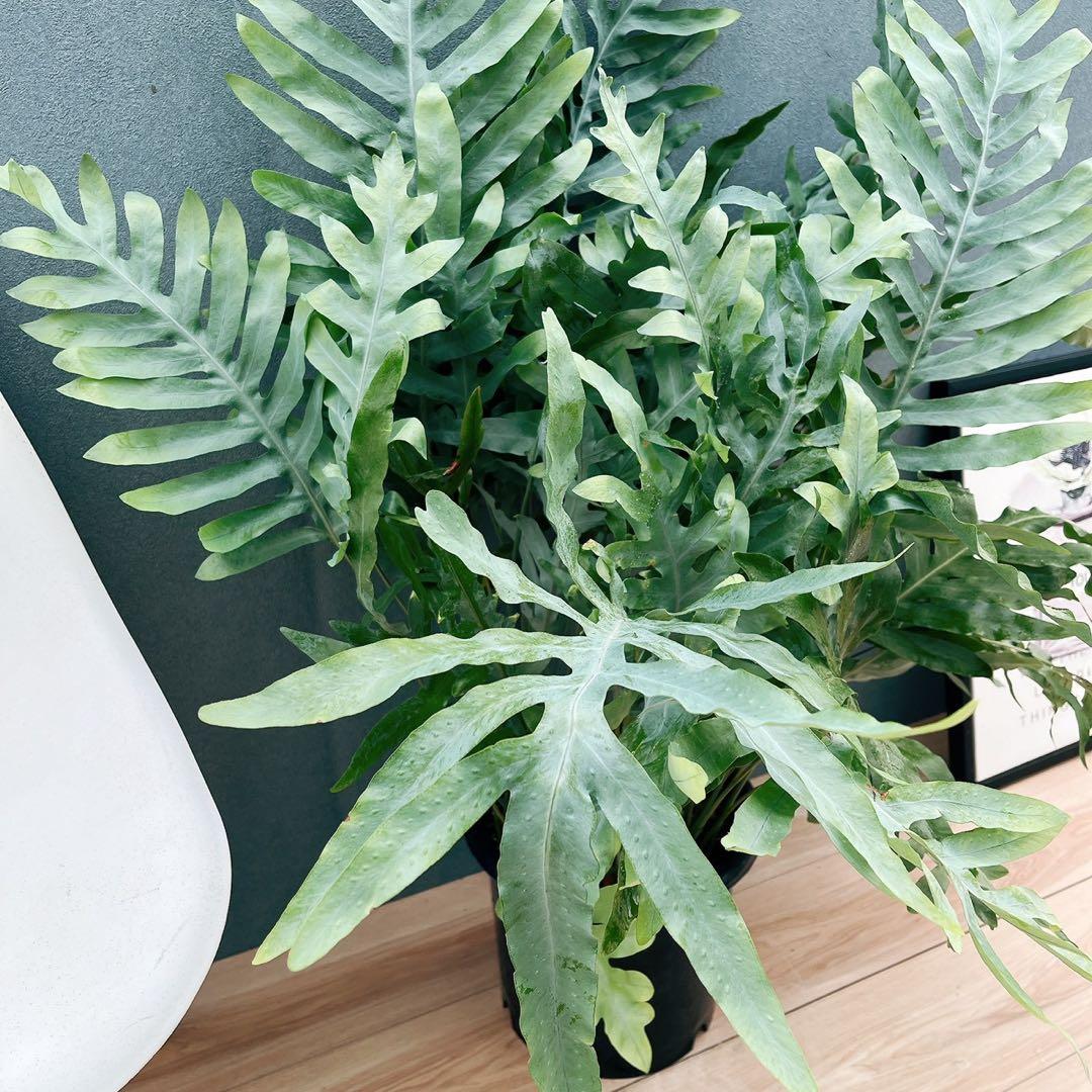 ［現品］☆珍しい☆2番　フレボディウムオーレムブルースター 8号　観葉植物　室内