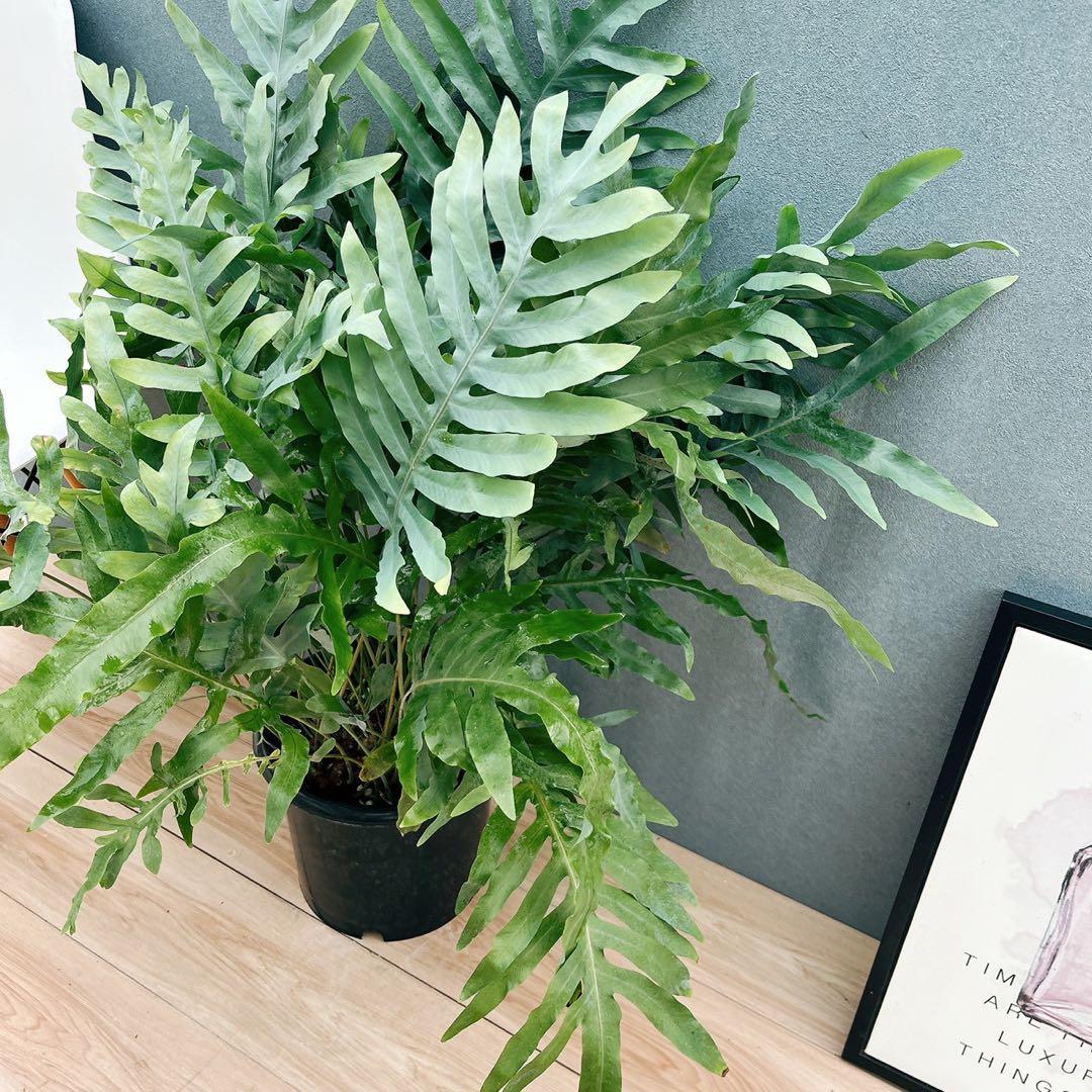 ［現品］☆珍しい☆2番　フレボディウムオーレムブルースター 8号　観葉植物　室内