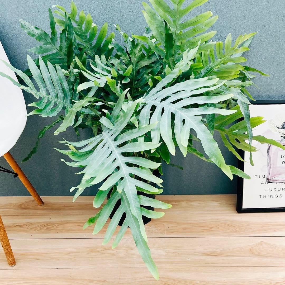 ［現品］☆珍しい☆2番　フレボディウムオーレムブルースター 8号　観葉植物　室内