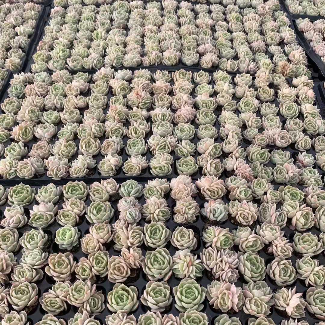 Top【選抜株】多肉植物　25446オンスロー　105個　プラグトレー苗