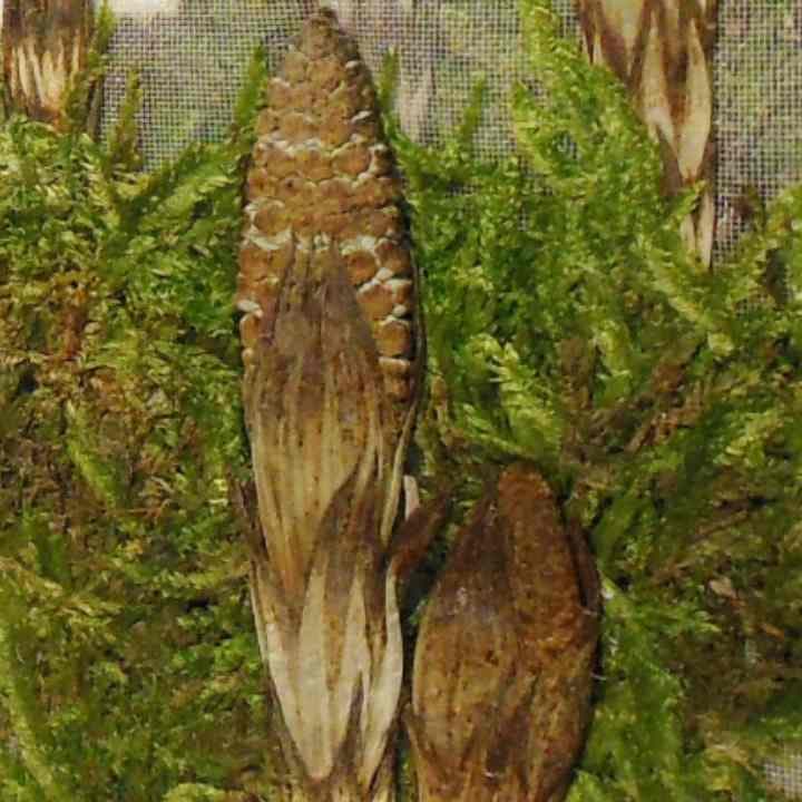 【送料無料出産祝いにオススメ!! えっ!?これが押し花なの!?と言われています。