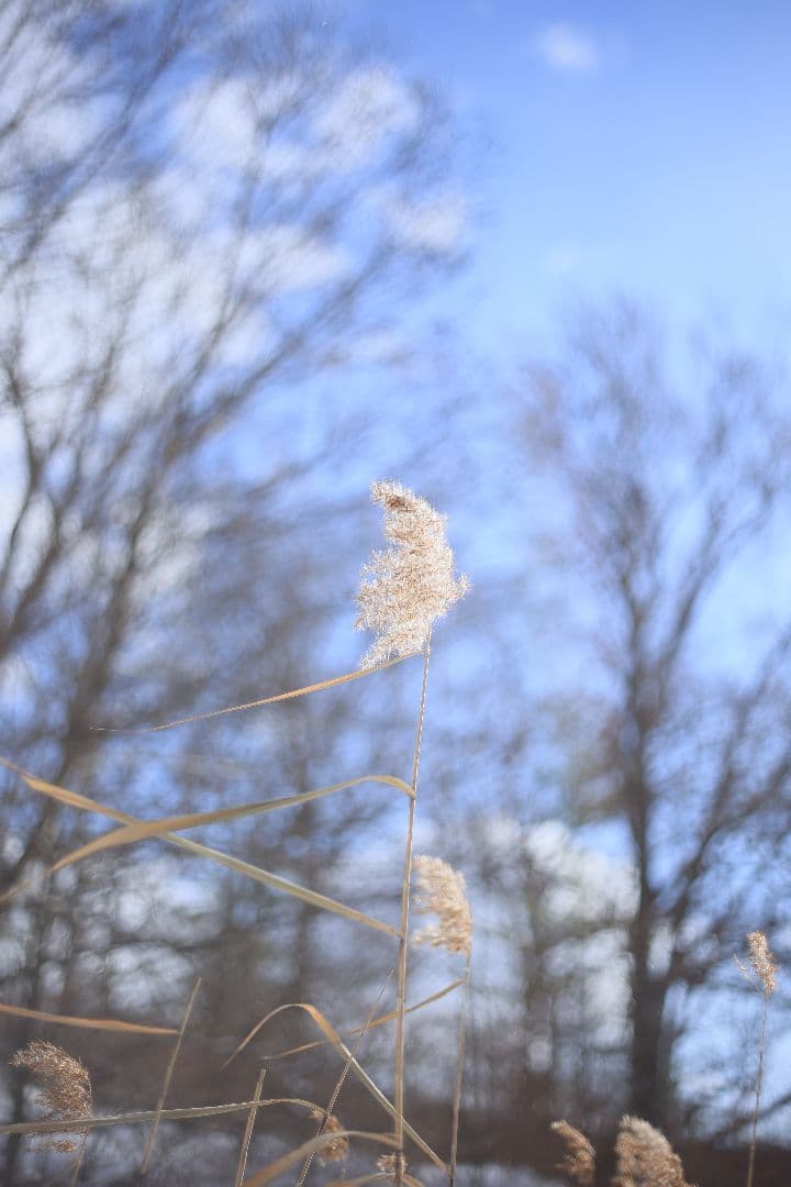 RICOH XR RIKENON 50mm F2 第一世代 【美品】