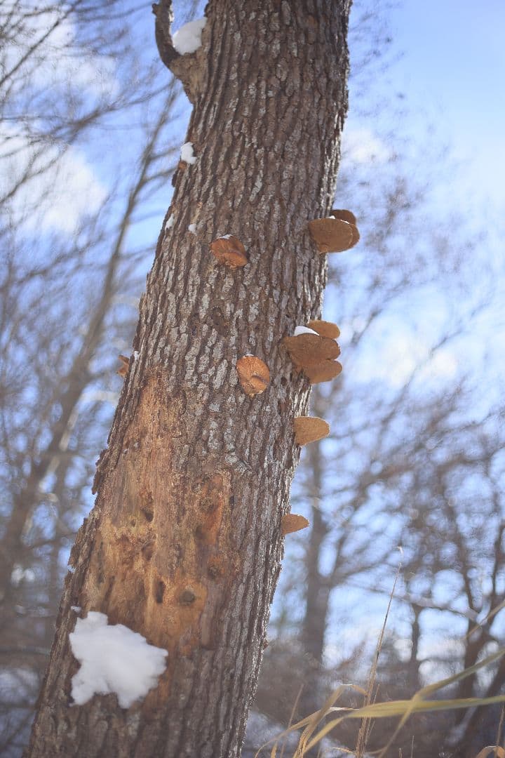 RICOH XR RIKENON 50mm F2 第一世代 【美品】