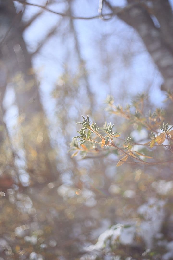 RICOH XR RIKENON 50mm F2 第一世代 【美品】