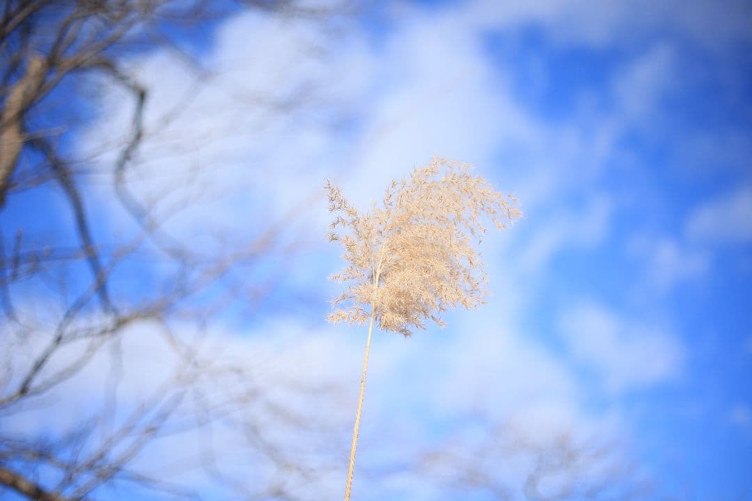 RICOH XR RIKENON 50mm F2 第一世代 【美品】