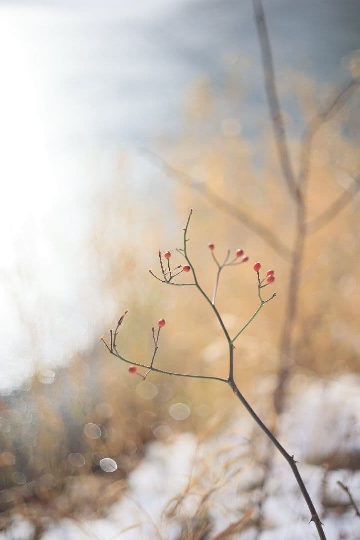 RICOH XR RIKENON 50mm F2 第一世代 【美品】