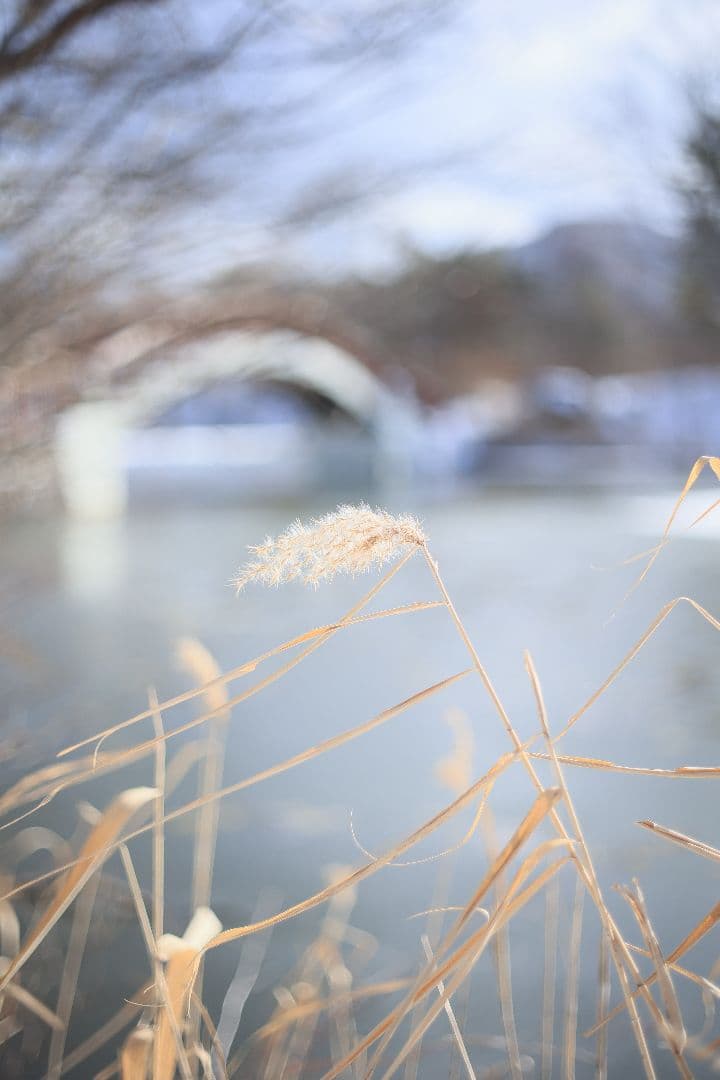 RICOH XR RIKENON 50mm F2 第一世代 【美品】