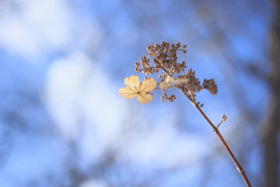 RICOH XR RIKENON 50mm F2 第一世代 【美品】