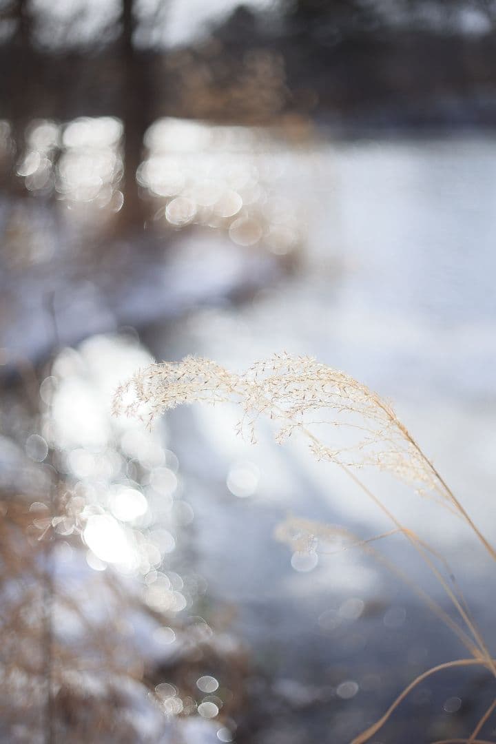 RICOH XR RIKENON 50mm F2 第一世代 【美品】