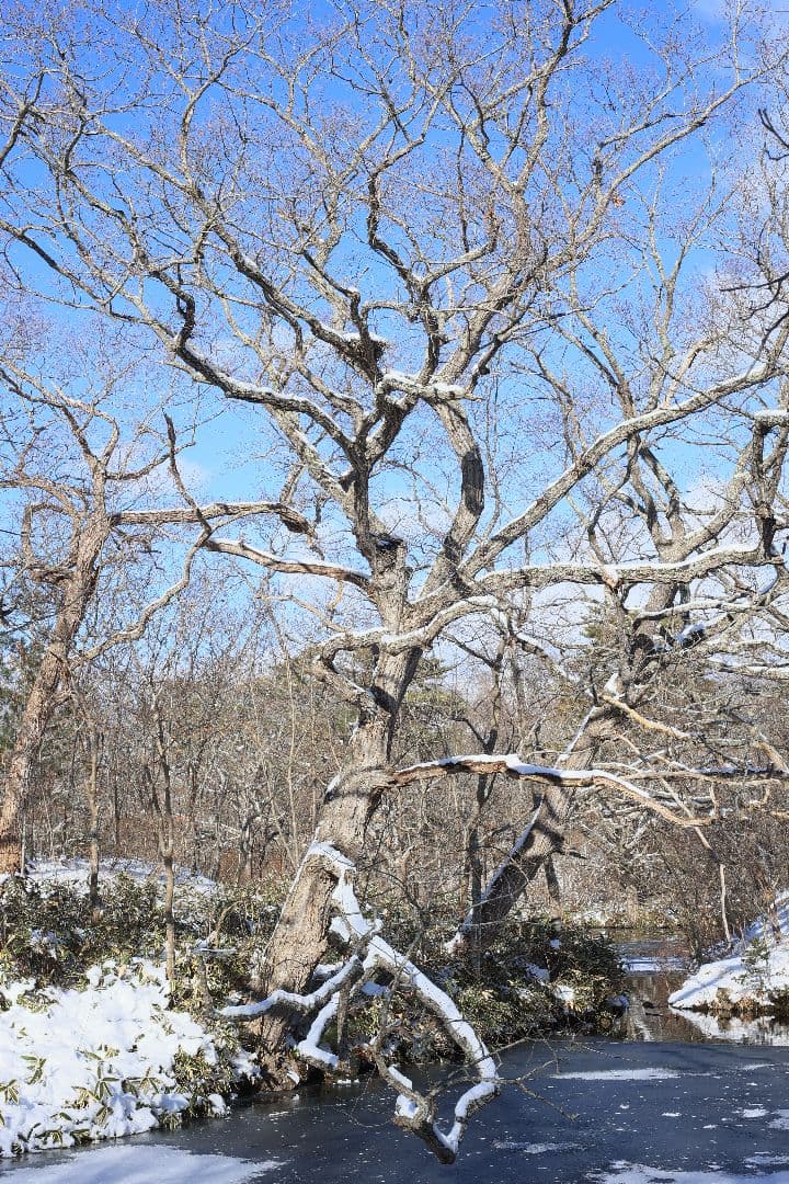 RICOH XR RIKENON 50mm F2 第一世代 【美品】