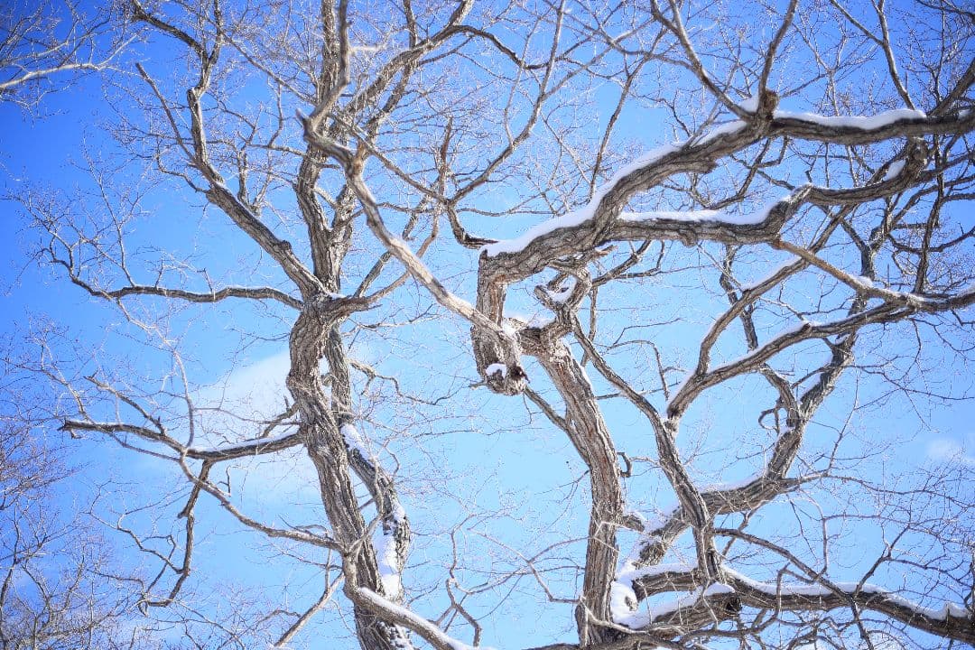 RICOH XR RIKENON 50mm F2 第一世代 【美品】