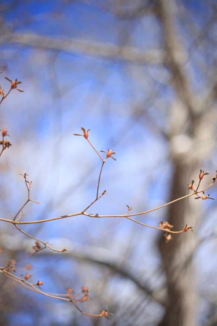 RICOH XR RIKENON 50mm F2 第一世代 【美品】