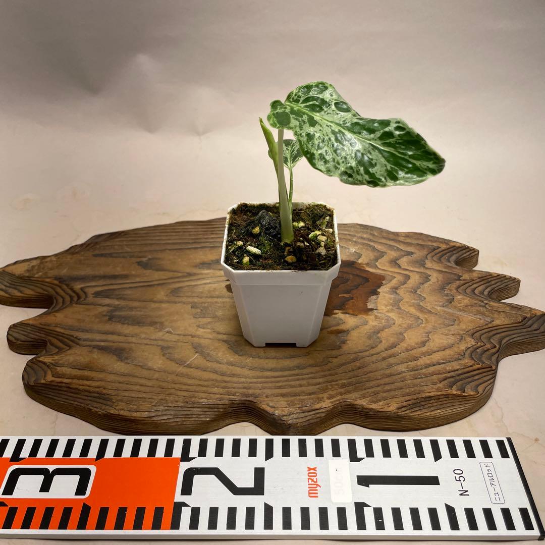 に*y様 Q524品種保証！斑入り保証！Bulbasaurモンステラ バルバソー