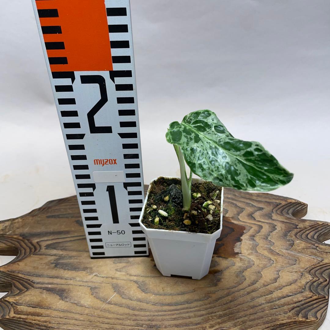 に*y様 Q524品種保証！斑入り保証！Bulbasaurモンステラ バルバソー