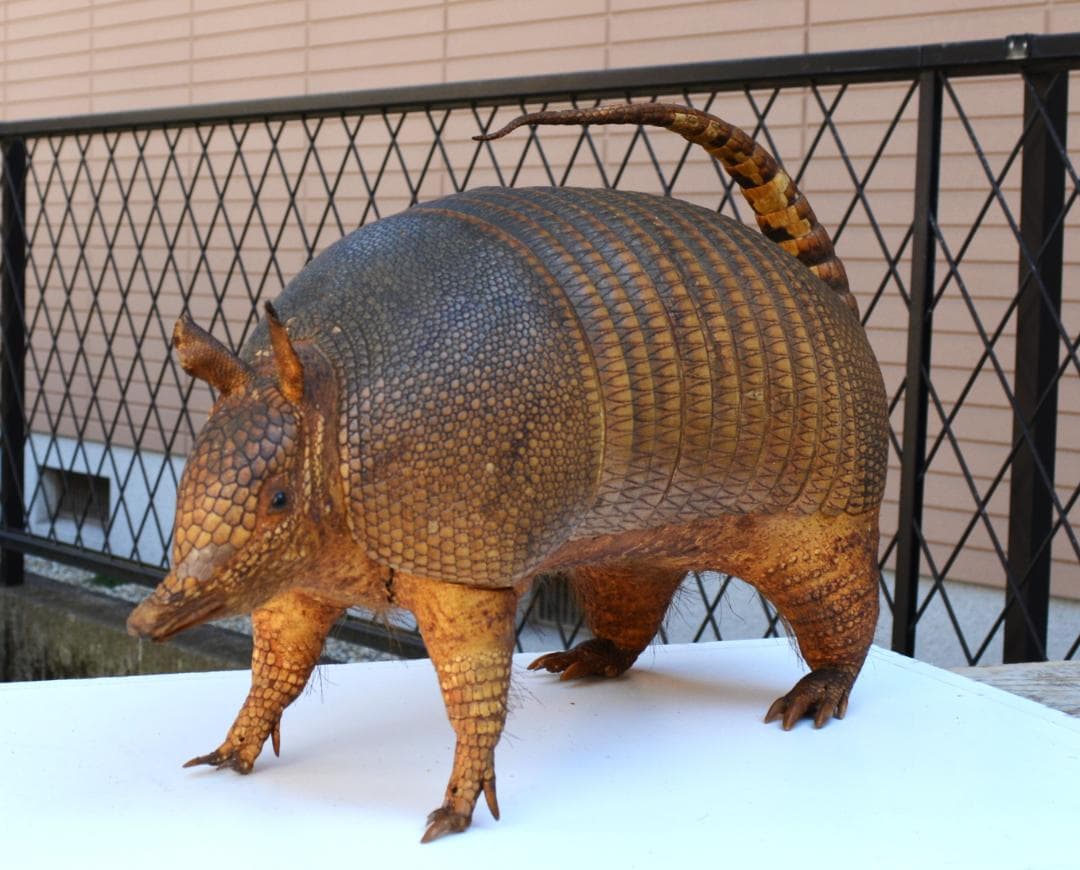 剥製　ココノオビアルマジロ　置物　飾り物「国際希少野生動植物種」指定外