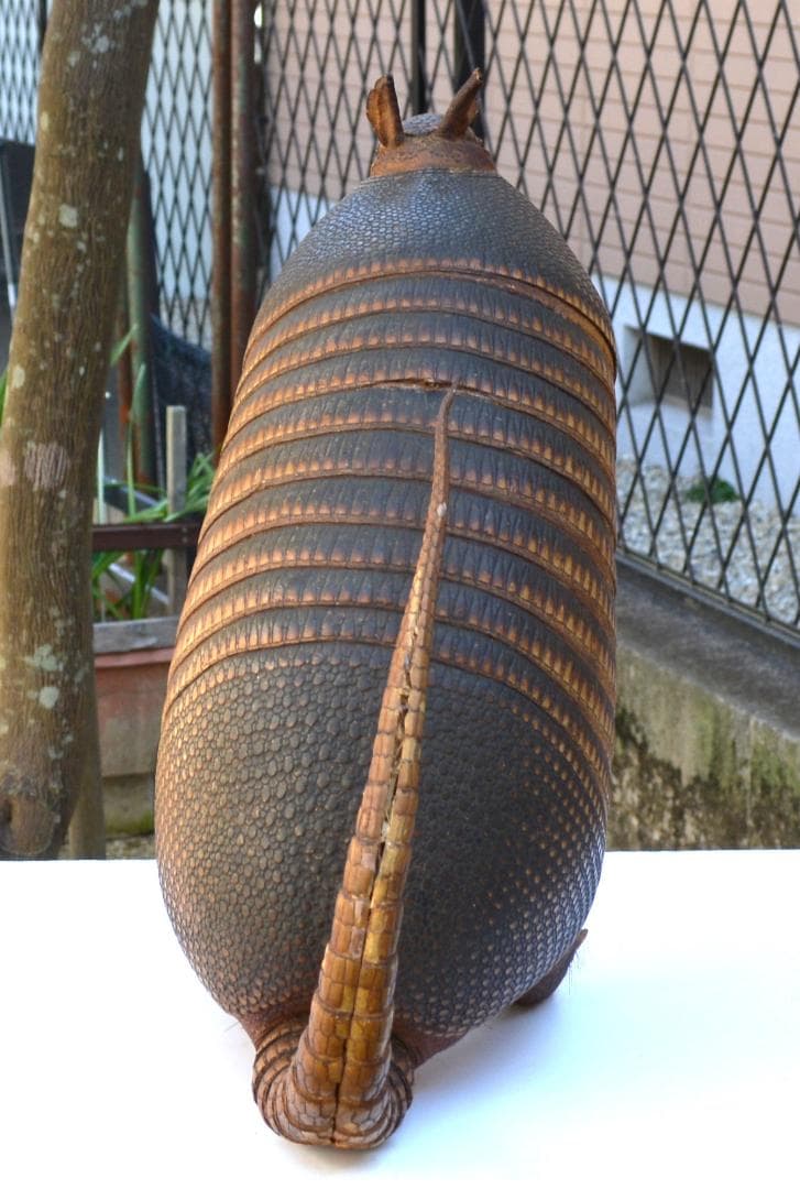 剥製　ココノオビアルマジロ　置物　飾り物「国際希少野生動植物種」指定外