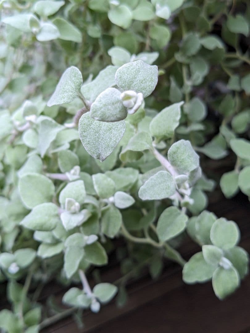 ✥ ヘリクリサム ペティオラレ ✥ さし穂 シルバーリーフ