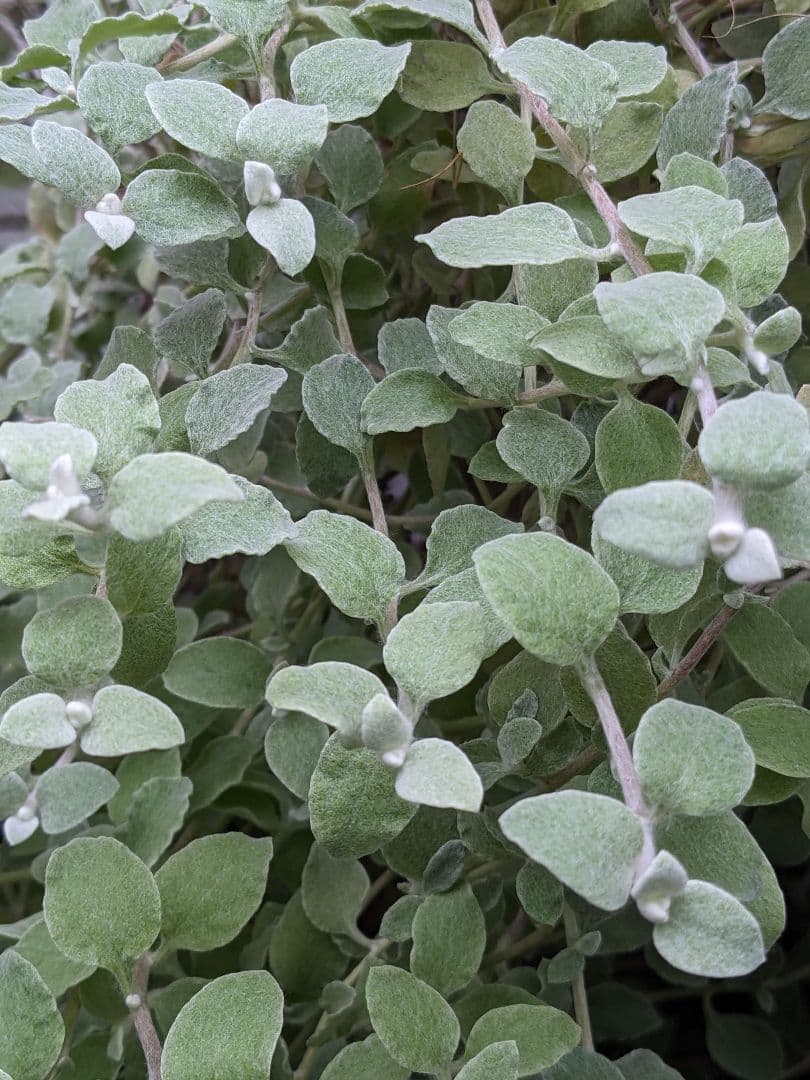 ✥ ヘリクリサム ペティオラレ ✥ さし穂 シルバーリーフ