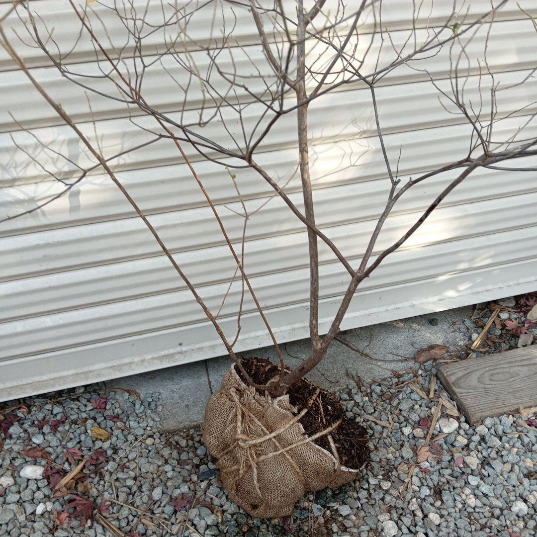 バイカツツジ　山採り