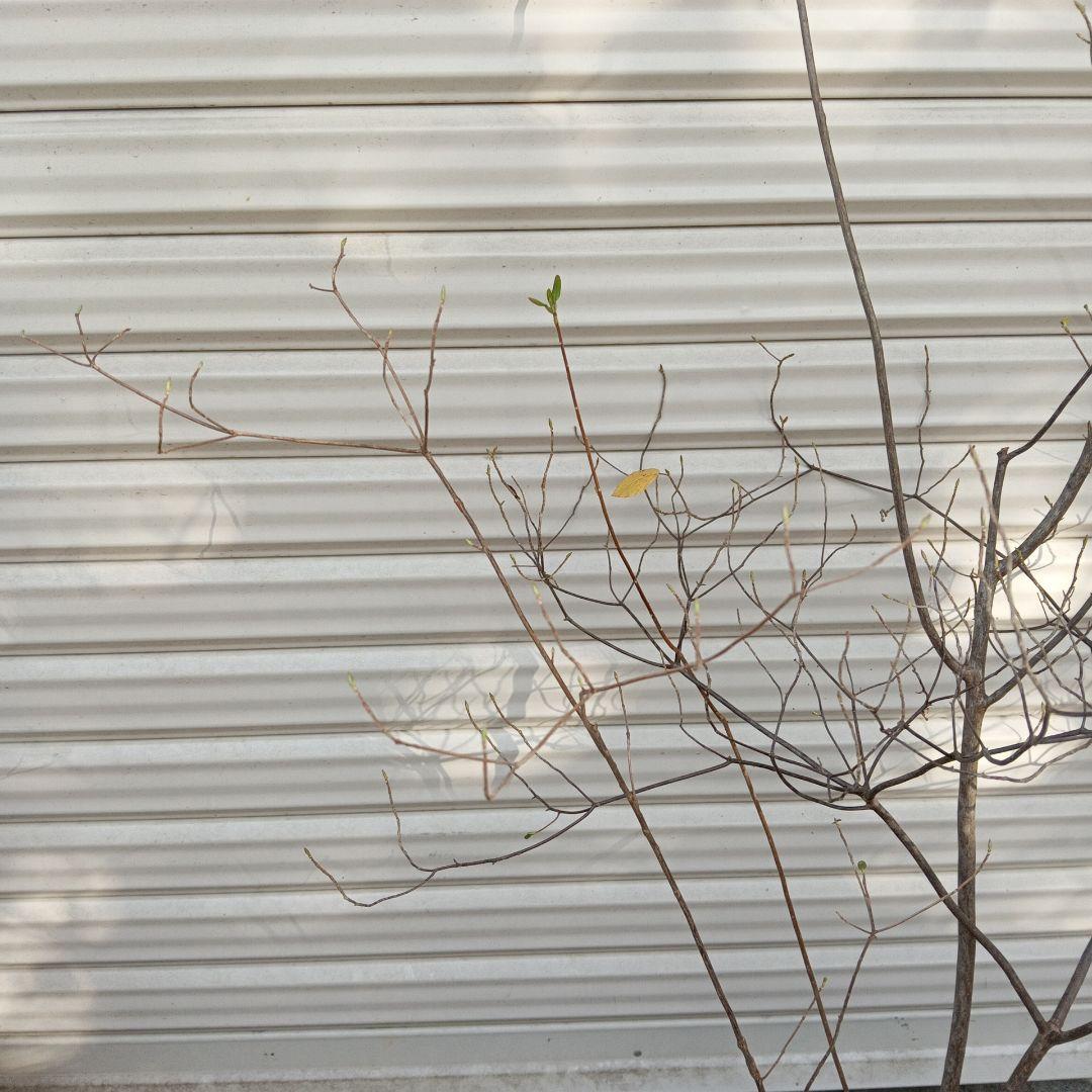 バイカツツジ　山採り