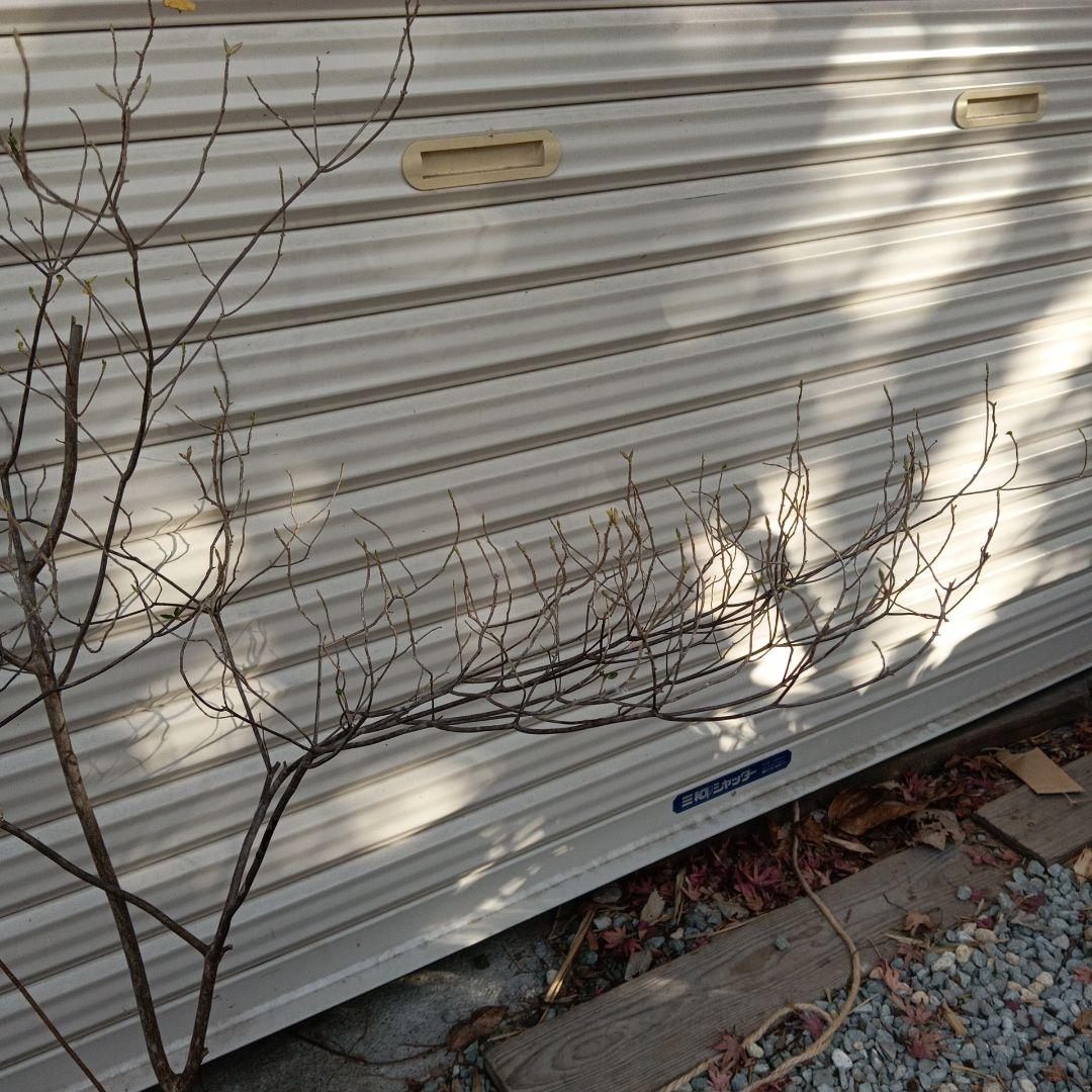 バイカツツジ　山採り