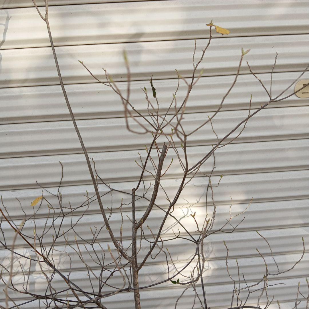 バイカツツジ　山採り