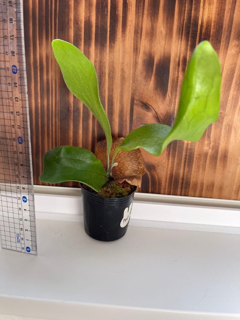 ビカクシダ ヒリー5種セット1