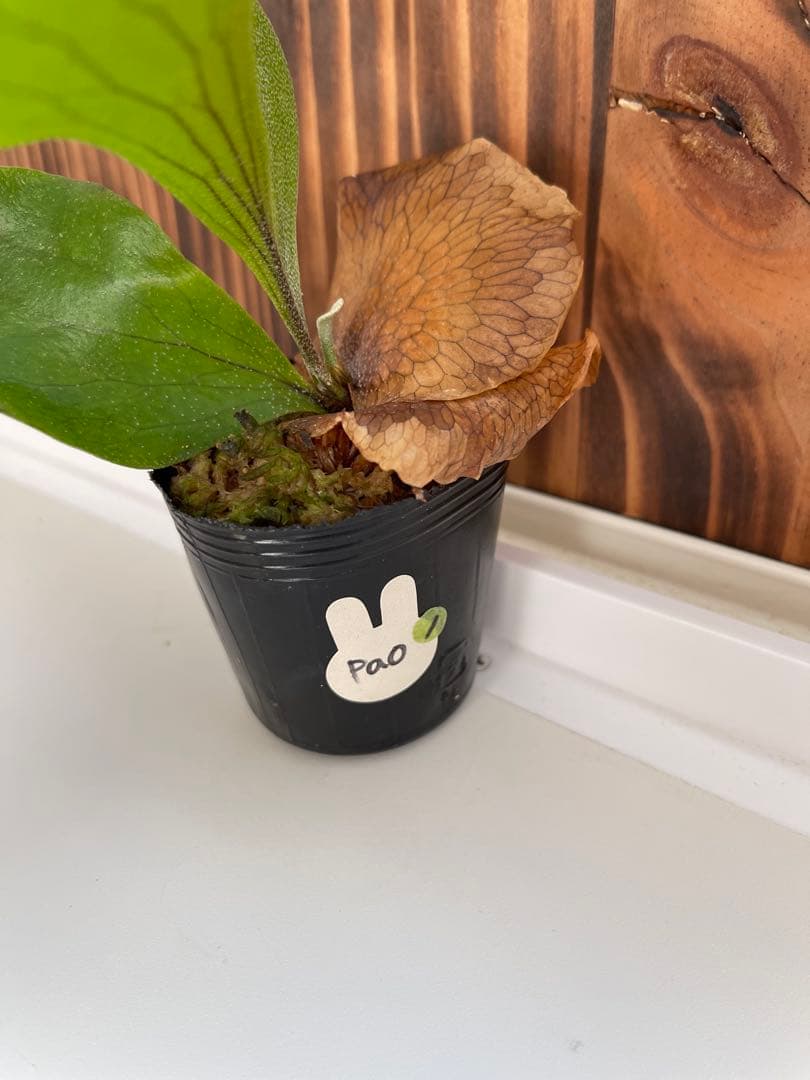 ビカクシダ ヒリー5種セット1