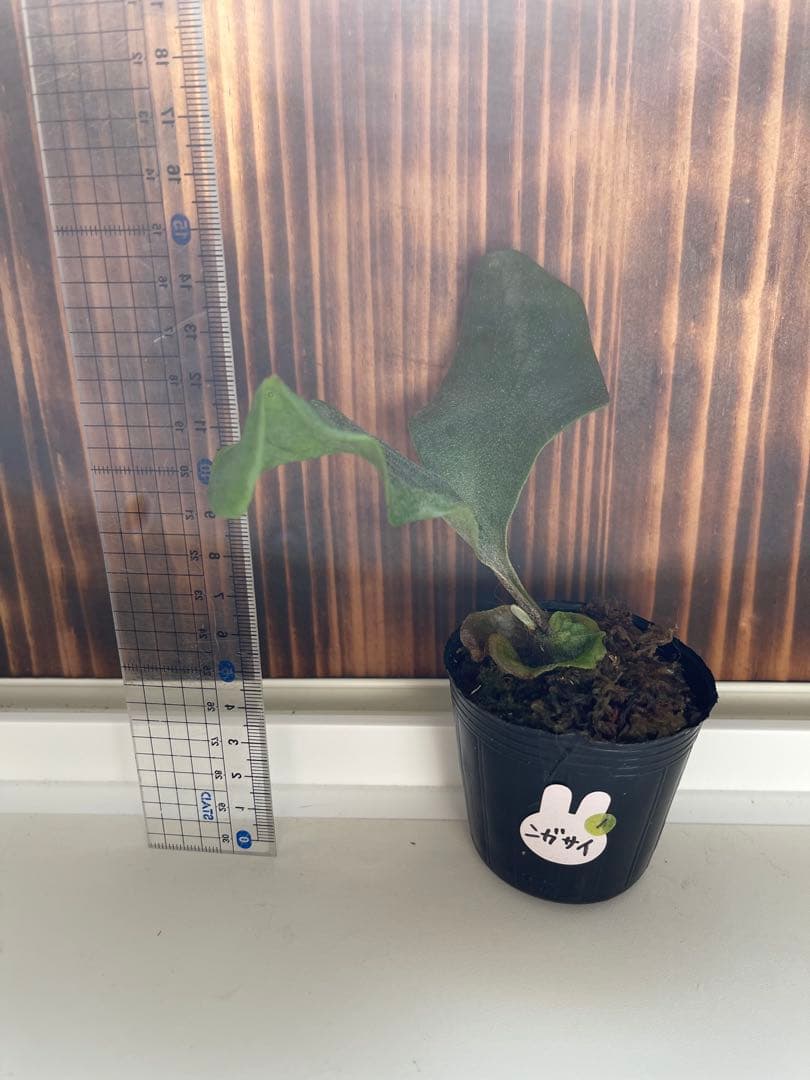 ビカクシダ ヒリー5種セット1