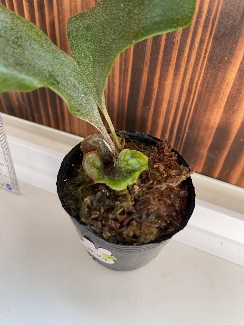 ビカクシダ ヒリー5種セット1