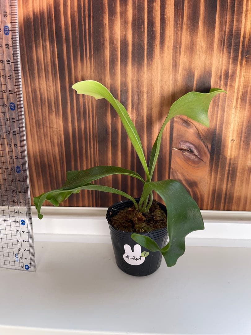 ビカクシダ ヒリー5種セット1