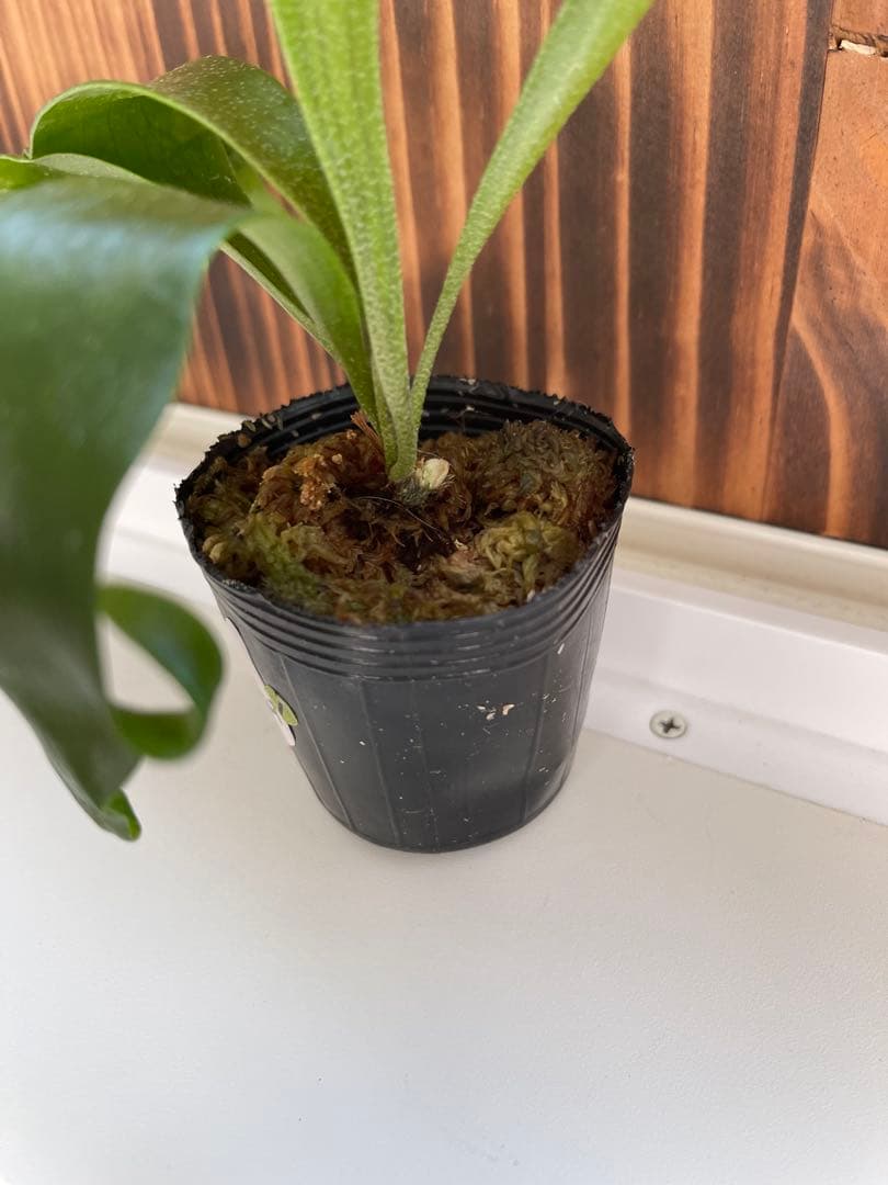 ビカクシダ ヒリー5種セット1