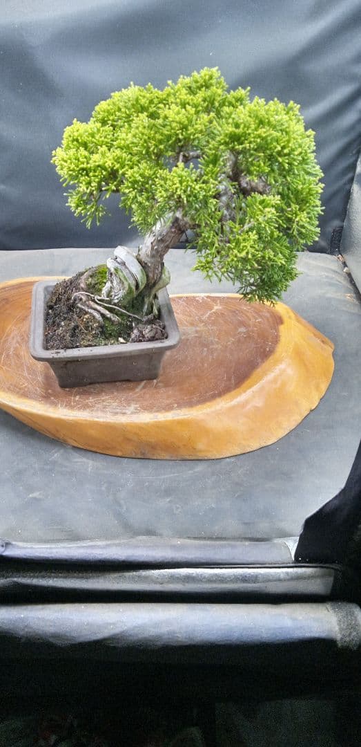 小品盆栽糸魚川真拍