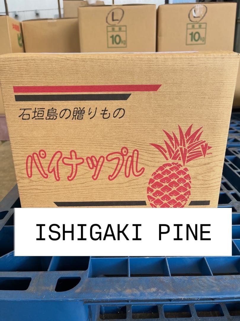石垣島 ピーチパイン 3.5キロ