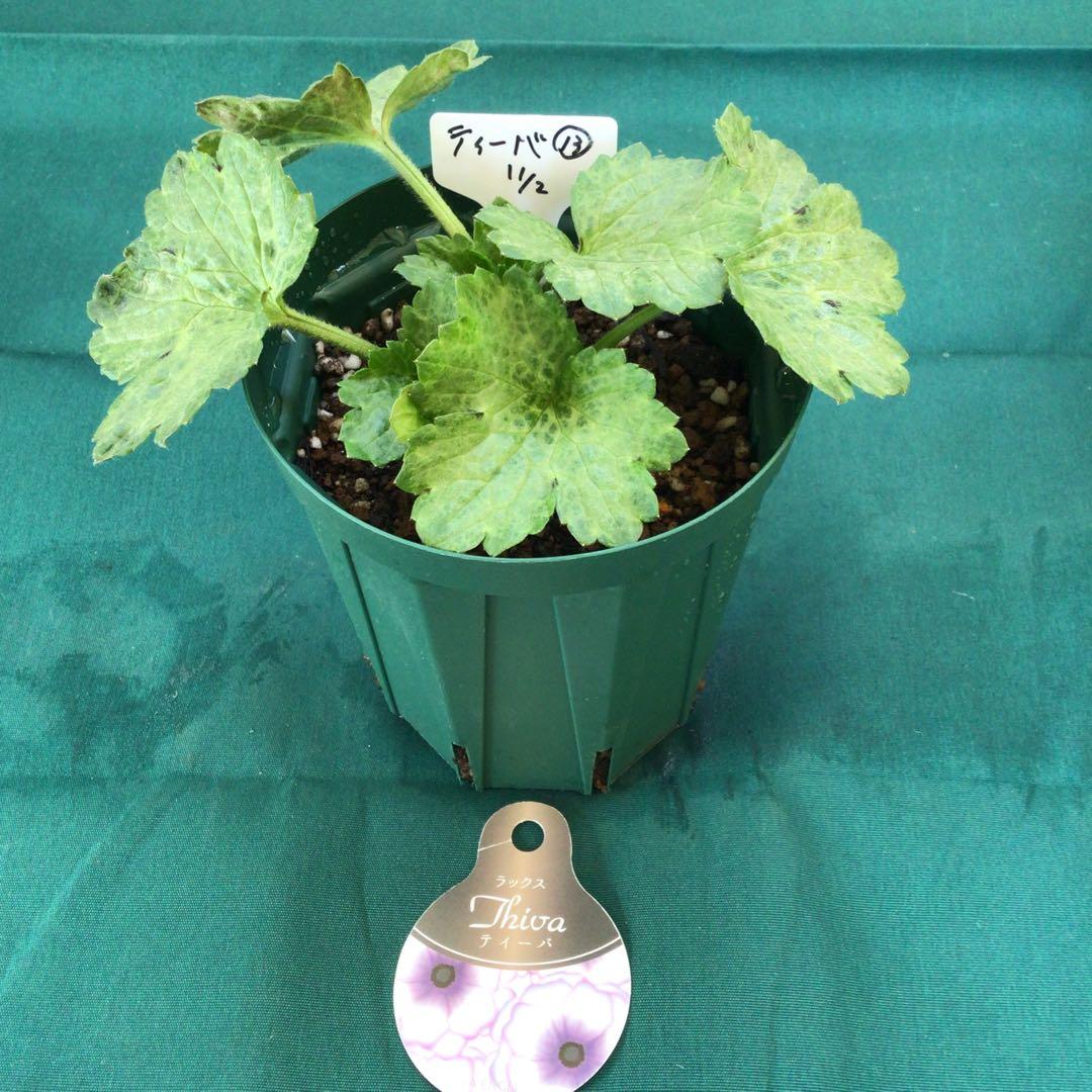 ラナンキュラスラックスお得4品種セット&ニノス（ラベル添付）