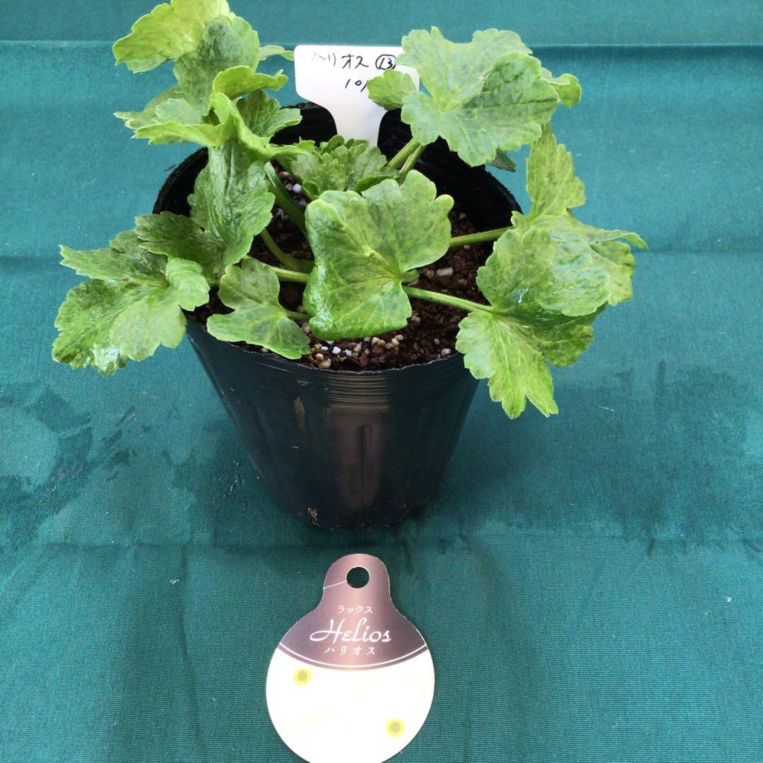 ラナンキュラスラックスお得4品種セット&ニノス（ラベル添付）