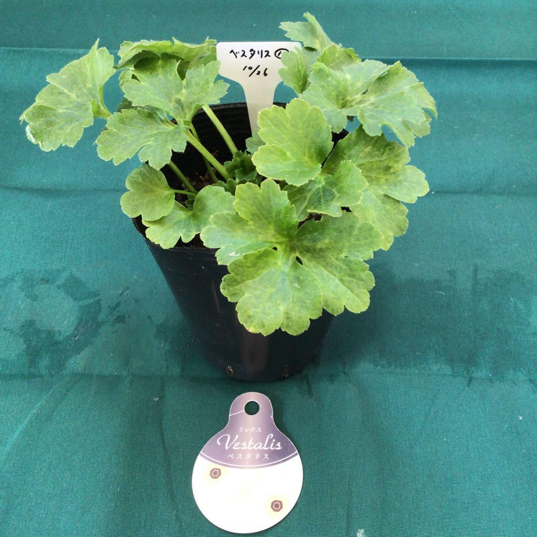 ラナンキュラスラックスお得4品種セット&ニノス（ラベル添付）