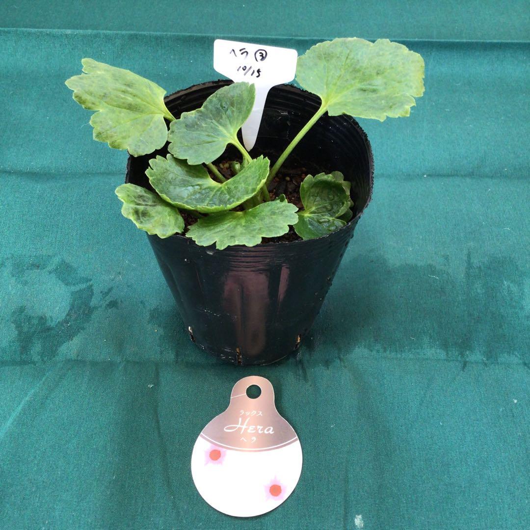 ラナンキュラスラックスお得4品種セット&ニノス（ラベル添付）