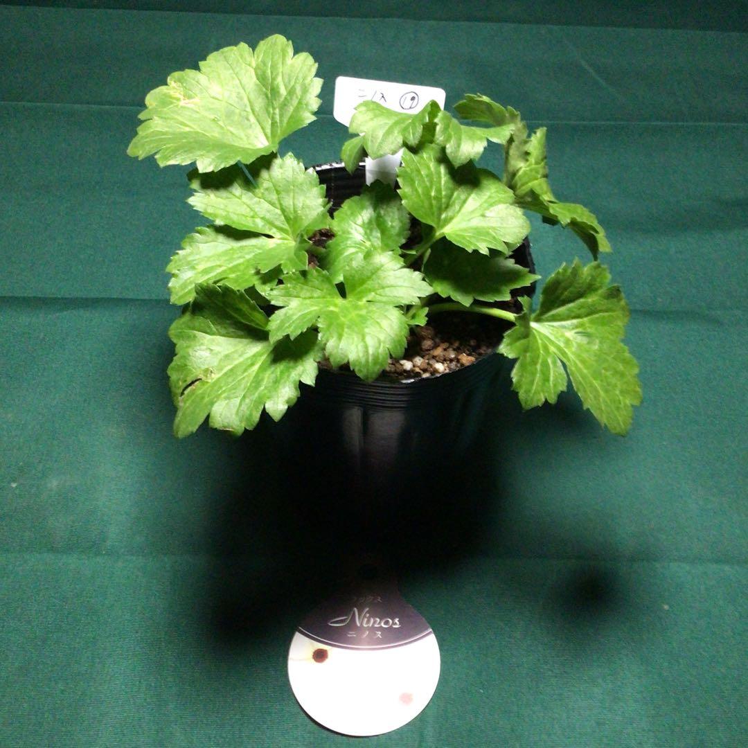 ラナンキュラスラックスお得4品種セット&ニノス（ラベル添付）