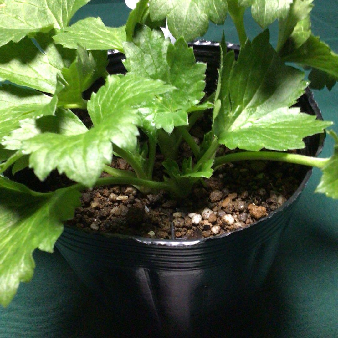 ラナンキュラスラックスお得4品種セット&ニノス（ラベル添付）