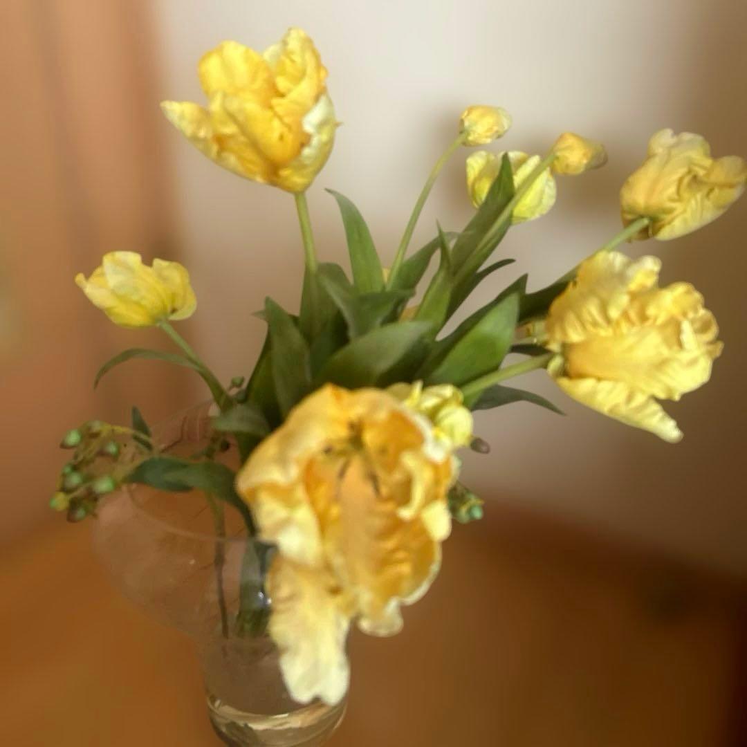 EMILIO ROBBA￼／エミリオロバ 黄色のチューリップ