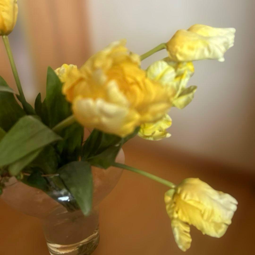 EMILIO ROBBA￼／エミリオロバ 黄色のチューリップ