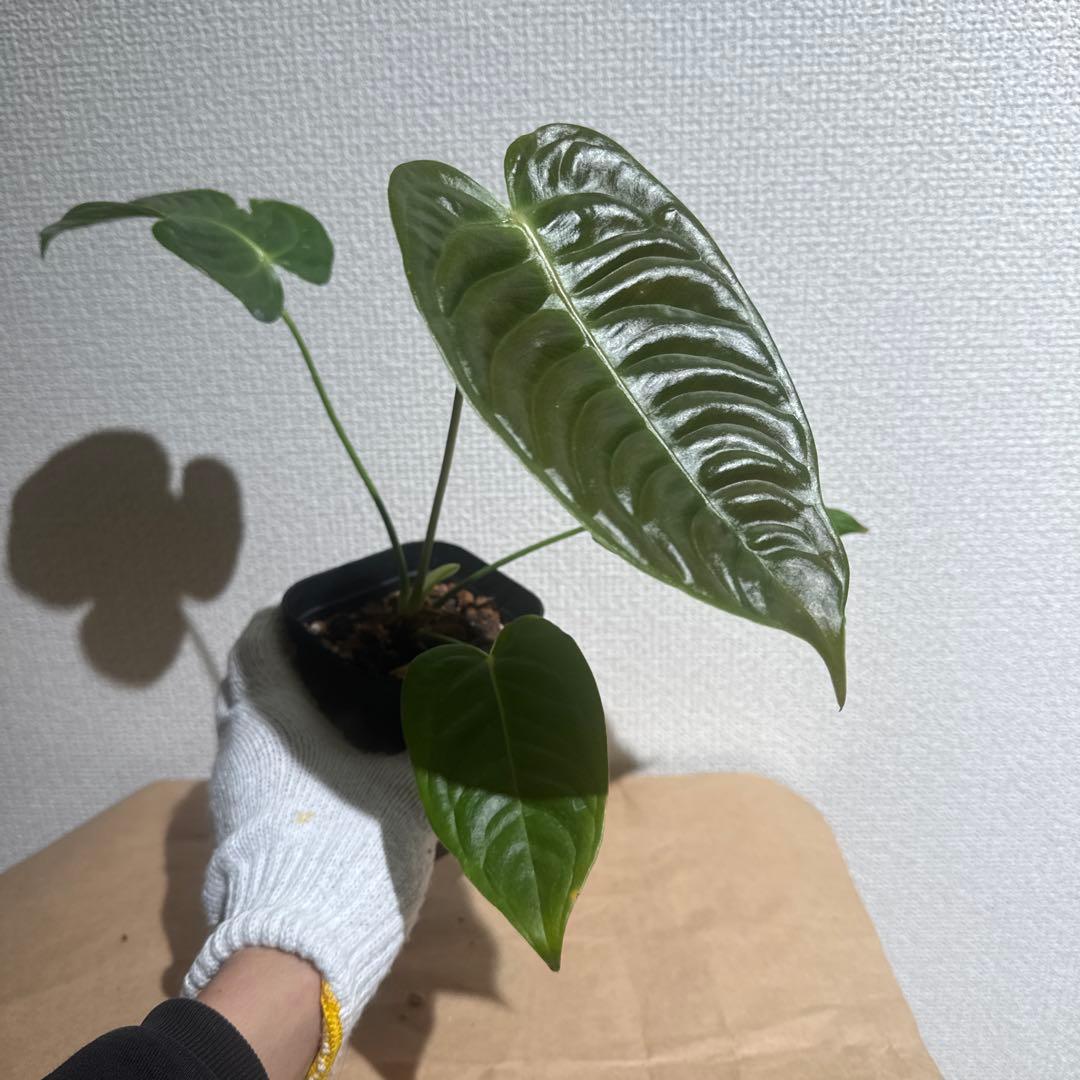 アンスリウム　ベイチー　鉢ごと発送