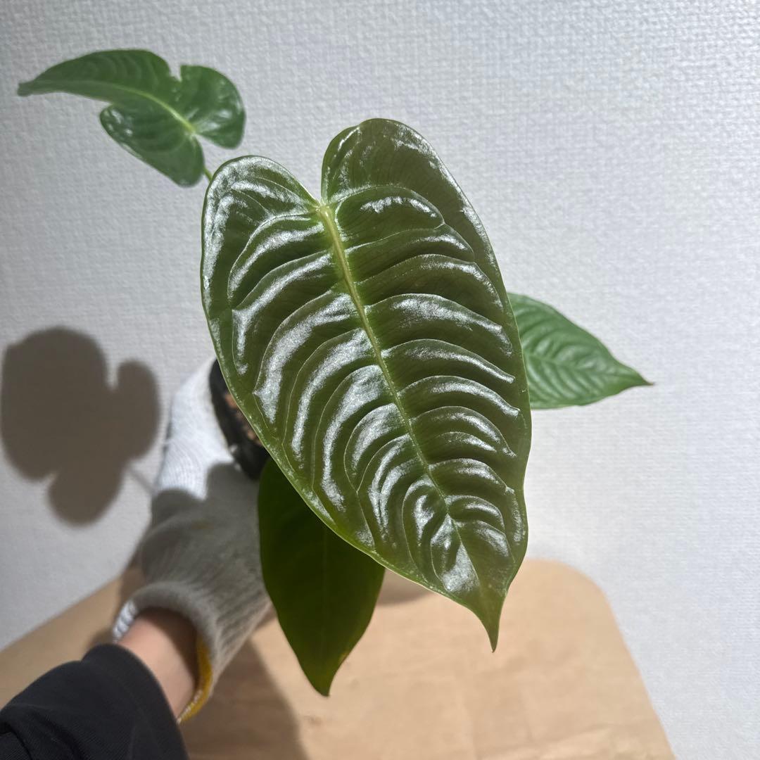 アンスリウム　ベイチー　鉢ごと発送