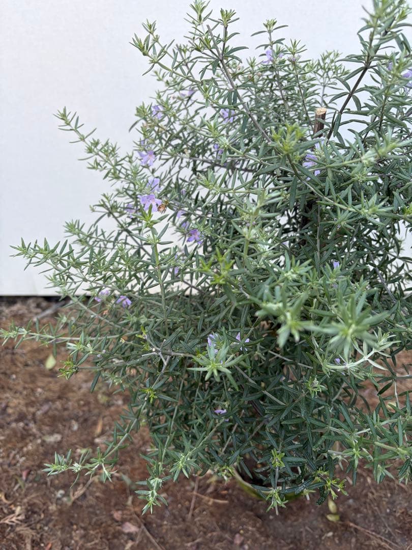 ウエストリンギア　スタンダード